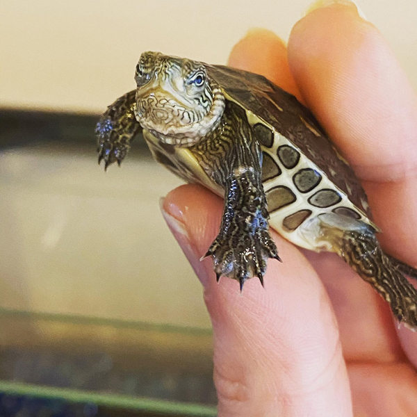 Oude tijden Verstikken vers Huisdieren : de waterschildpad 