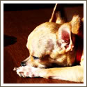 Chihuahua linkverzameling